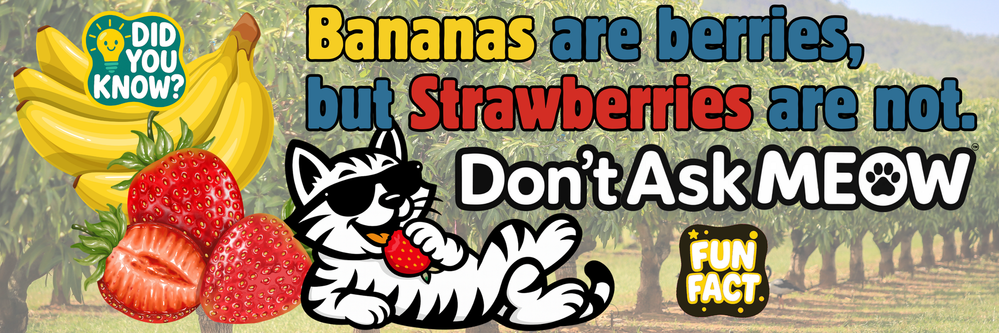 Bananas are berries but Strawberries are not, Don't Ask Meow Fun Fact Banner